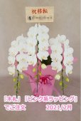 画像16: 胡蝶蘭 アマビリス（ミディ系）3本立ち以上 50cm前後(花画像サービス付)