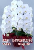 画像23: 【特価】胡蝶蘭 白 3本立ち 30輪前後（つぼみ含む）(花画像サービス付)