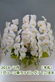 画像3: 胡蝶蘭 白 5本立ち 60輪前後（つぼみ含む）(花画像サービス付) (3)