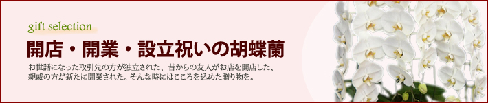 開店・開業・設立祝いの胡蝶蘭