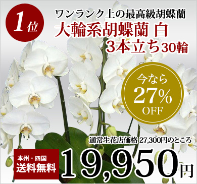 お祝いの胡蝶蘭 人気ランキング1位