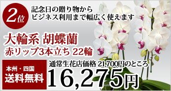 お祝いの胡蝶蘭 人気ランキング2位