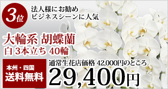 お祝いの胡蝶蘭 人気ランキング3位