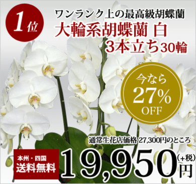お祝いの胡蝶蘭 人気ランキング1位
