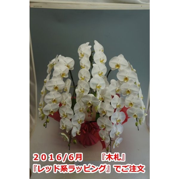 画像3: 胡蝶蘭 白 5本立ち 50輪前後(つぼみ含む)(花画像サービス付) (3)