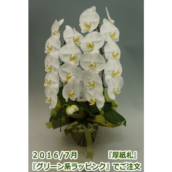 画像5: 胡蝶蘭 白 2本立ち 22輪前後（つぼみ含む）(花画像サービス付) (5)