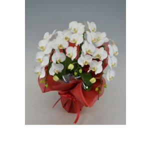 画像: 胡蝶蘭 アマビリス（ミディ系）3本立ち以上 50cm前後(花画像サービス付)