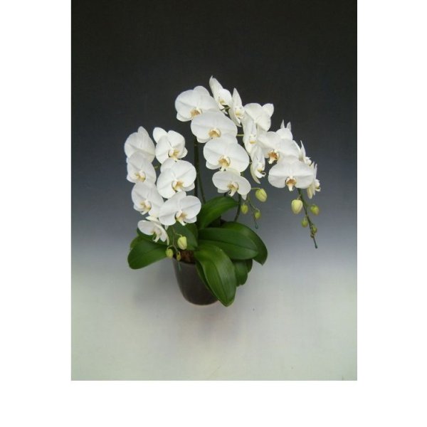 画像4: 【特価】胡蝶蘭 白 3本立ち 30輪前後（つぼみ含む）(花画像サービス付) (4)