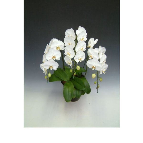 画像3: 【特価】胡蝶蘭 白 3本立ち 30輪前後（つぼみ含む）(花画像サービス付) (3)