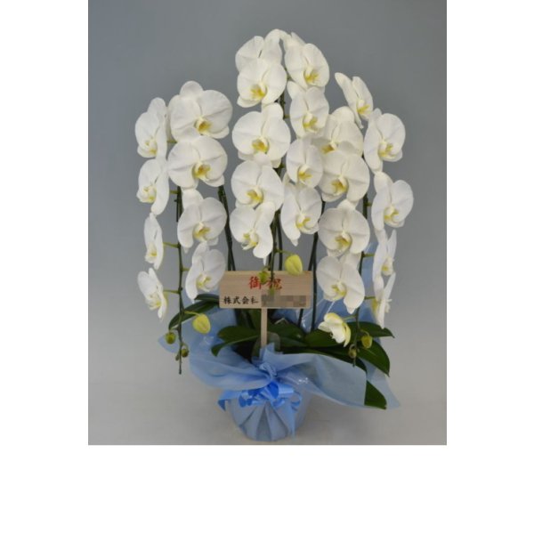画像5: 【特価】胡蝶蘭 白 3本立ち 30輪前後（つぼみ含む）(花画像サービス付) (5)
