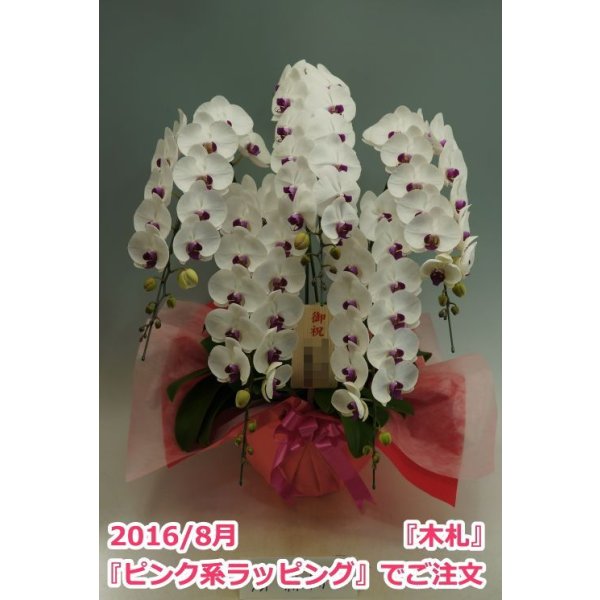 画像4: 胡蝶蘭 赤リップ 5本立ち 60輪前後（つぼみ含む）(花画像サービス付) (4)