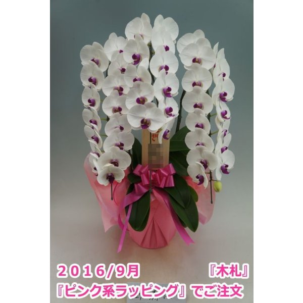 画像4: 胡蝶蘭 赤リップ 3本立ち 30輪前後(つぼみ含む)(花画像サービス付) (4)
