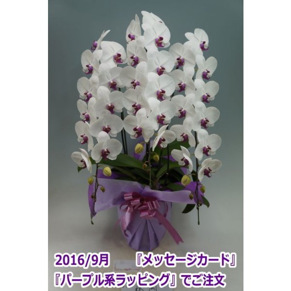 画像8: 胡蝶蘭 赤リップ 3本立ち 40輪前後(つぼみ含む)(花画像サービス付) (8)