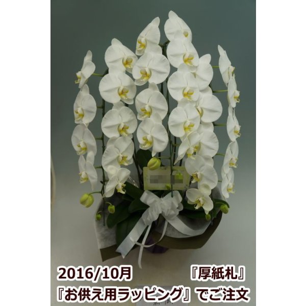 画像6: 【特価】胡蝶蘭 白 3本立ち 30輪前後（つぼみ含む）(花画像サービス付) (6)