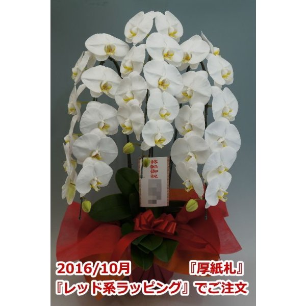 画像7: 【特価】胡蝶蘭 白 3本立ち 30輪前後（つぼみ含む）(花画像サービス付) (7)