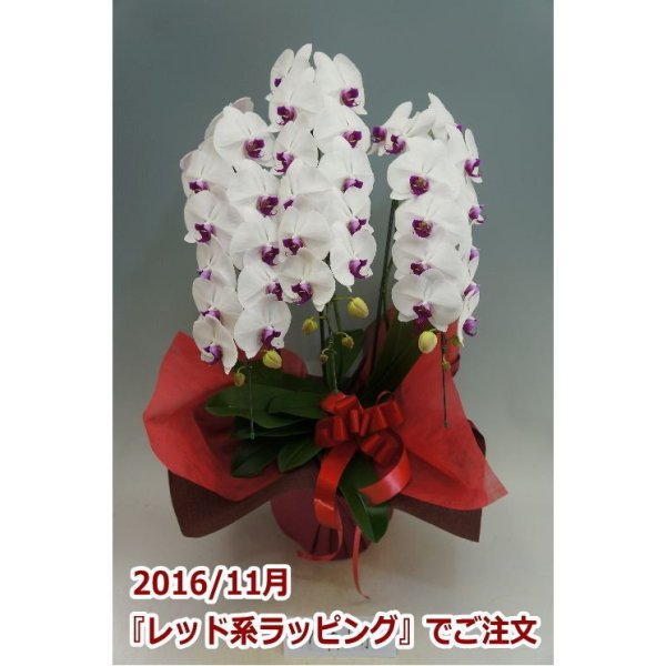 画像6: 胡蝶蘭 赤リップ 3本立ち 30輪前後(つぼみ含む)(花画像サービス付) (6)