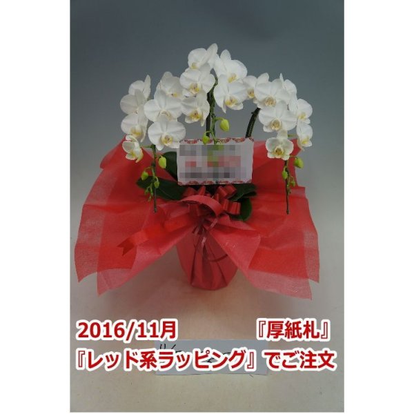 画像7: 胡蝶蘭 アマビリス(ミディ系)3本立ち以上 50cm前後(花画像サービス付) (7)