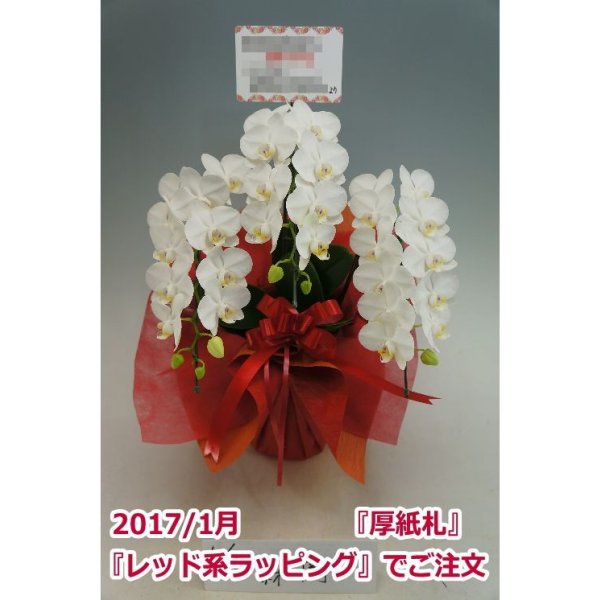 画像8: 胡蝶蘭 アマビリス(ミディ系)3本立ち以上 50cm前後(花画像サービス付) (8)