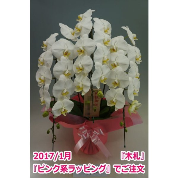 画像8: 【特価】胡蝶蘭 白 3本立ち 30輪前後（つぼみ含む）(花画像サービス付) (8)