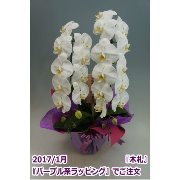 画像6: 胡蝶蘭 白 2本立ち 22輪前後（つぼみ含む）(花画像サービス付) (6)