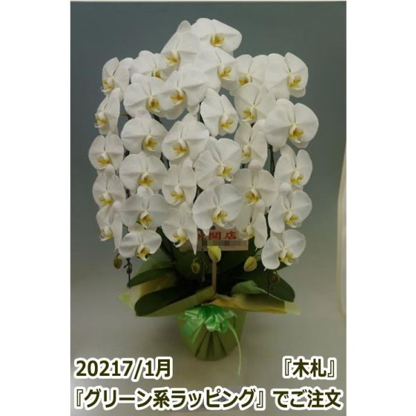 画像9: 【特価】胡蝶蘭 白 3本立ち 30輪前後（つぼみ含む）(花画像サービス付) (9)