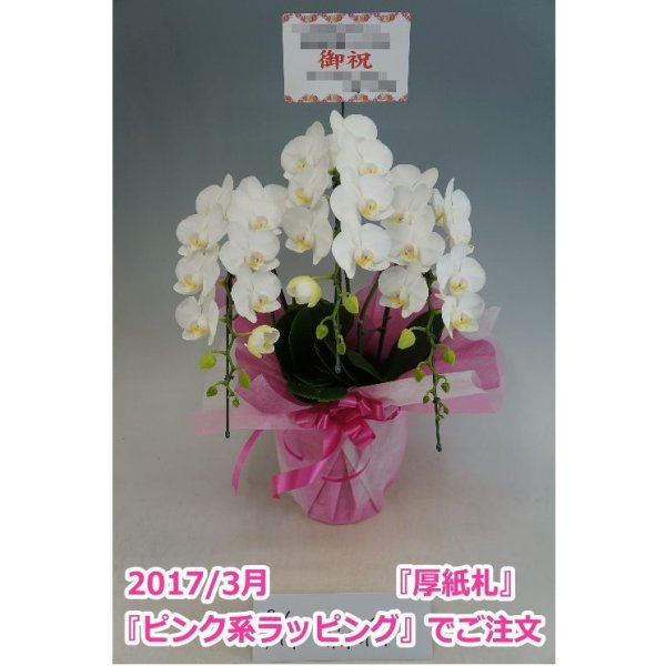 画像9: 胡蝶蘭 アマビリス(ミディ系)3本立ち以上 50cm前後(花画像サービス付) (9)