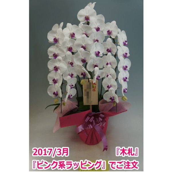 画像7: 胡蝶蘭 赤リップ 3本立ち 30輪前後(つぼみ含む)(花画像サービス付) (7)