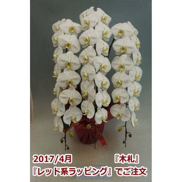 画像9: 胡蝶蘭 白 3本立ち 40輪前後（つぼみ含む）(花画像サービス付) (9)