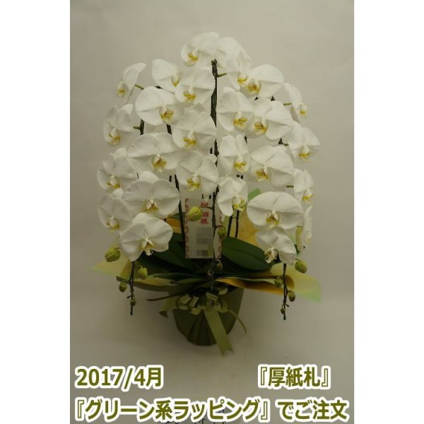 画像10: 【特価】胡蝶蘭 白 3本立ち 30輪前後（つぼみ含む）(花画像サービス付) (10)