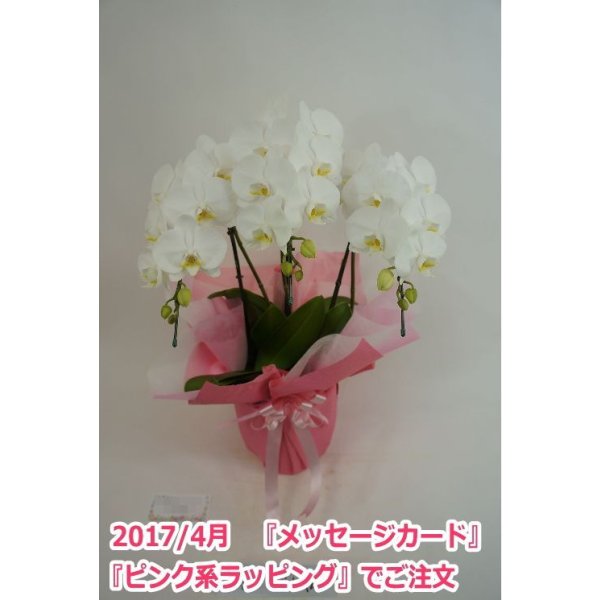 画像10: 胡蝶蘭 アマビリス(ミディ系)3本立ち以上 50cm前後(花画像サービス付) (10)