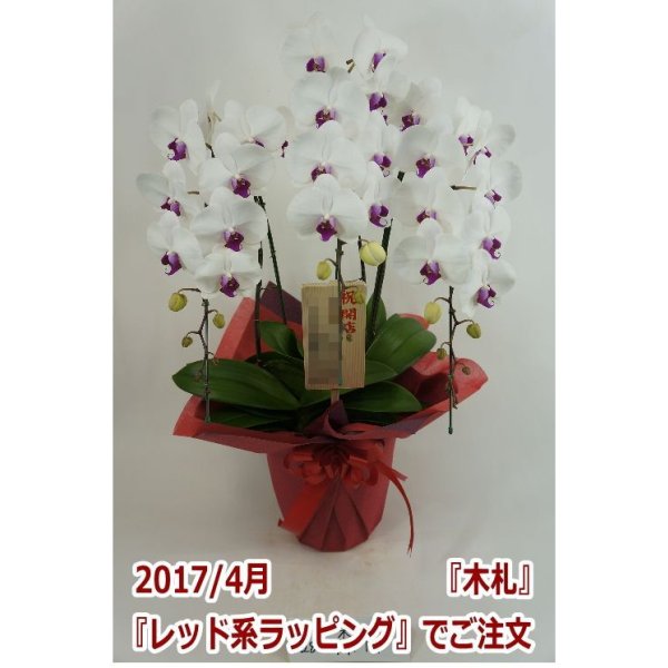 画像8: 胡蝶蘭 赤リップ 3本立ち 30輪前後(つぼみ含む)(花画像サービス付) (8)