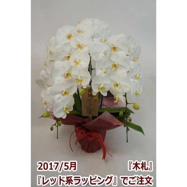 画像11: 【特価】胡蝶蘭 白 3本立ち 30輪前後（つぼみ含む）(花画像サービス付) (11)