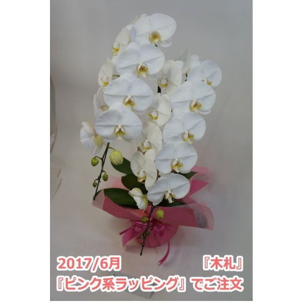 画像7: 胡蝶蘭 白 2本立ち 22輪前後（つぼみ含む）(花画像サービス付) (7)