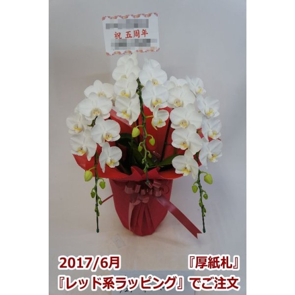 画像11: 胡蝶蘭 アマビリス(ミディ系)3本立ち以上 50cm前後(花画像サービス付) (11)