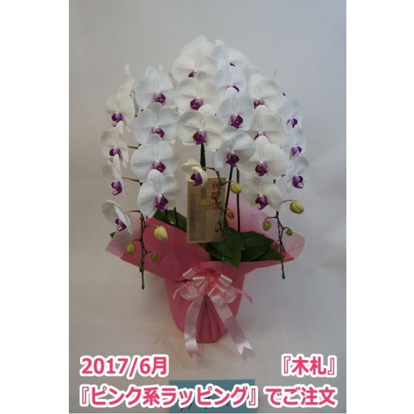 画像9: 胡蝶蘭 赤リップ 3本立ち 30輪前後(つぼみ含む)(花画像サービス付) (9)