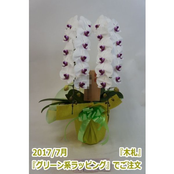 画像5: 胡蝶蘭 赤リップ 2本立ち 22輪前後（つぼみ含む）(花画像サービス付) (5)