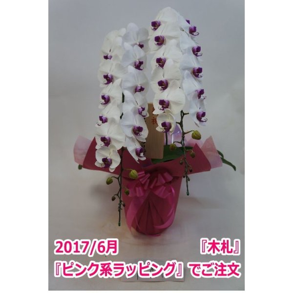 画像4: 胡蝶蘭 赤リップ 2本立ち 22輪前後（つぼみ含む）(花画像サービス付) (4)