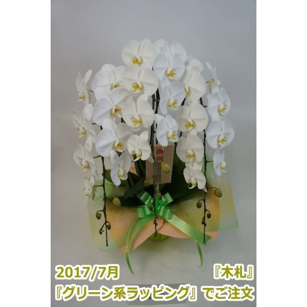 画像13: 【特価】胡蝶蘭 白 3本立ち 30輪前後（つぼみ含む）(花画像サービス付) (13)