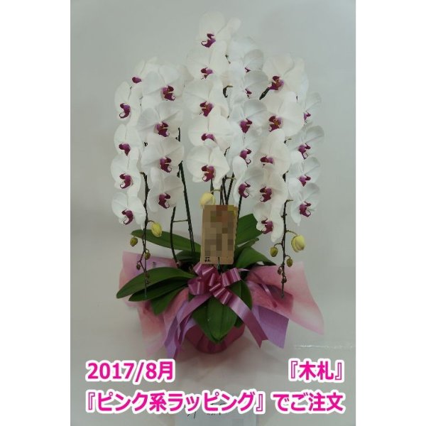 画像9: 胡蝶蘭 赤リップ 3本立ち 40輪前後(つぼみ含む)(花画像サービス付) (9)