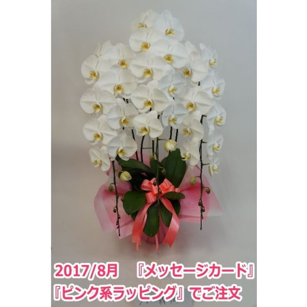 画像10: 胡蝶蘭 白 3本立ち 40輪前後（つぼみ含む）(花画像サービス付) (10)