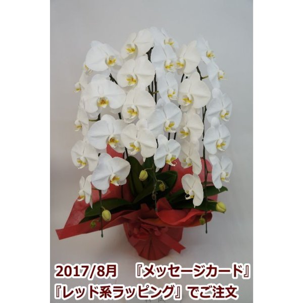 画像14: 【特価】胡蝶蘭 白 3本立ち 30輪前後（つぼみ含む）(花画像サービス付) (14)