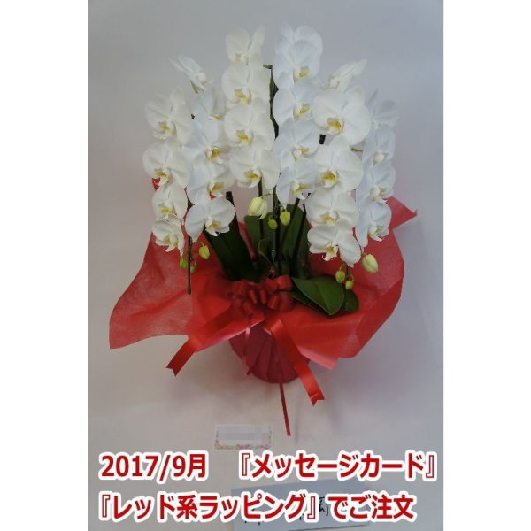 画像12: 胡蝶蘭 アマビリス(ミディ系)3本立ち以上 50cm前後(花画像サービス付) (12)