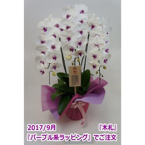 画像11: 胡蝶蘭 赤リップ 3本立ち 30輪前後(つぼみ含む)(花画像サービス付) (11)