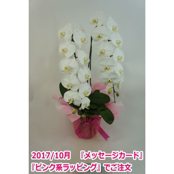 画像8: 胡蝶蘭 白 2本立ち 22輪前後（つぼみ含む）(花画像サービス付) (8)