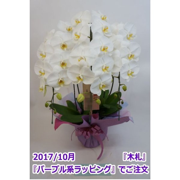 画像16: 【特価】胡蝶蘭 白 3本立ち 30輪前後（つぼみ含む）(花画像サービス付) (16)