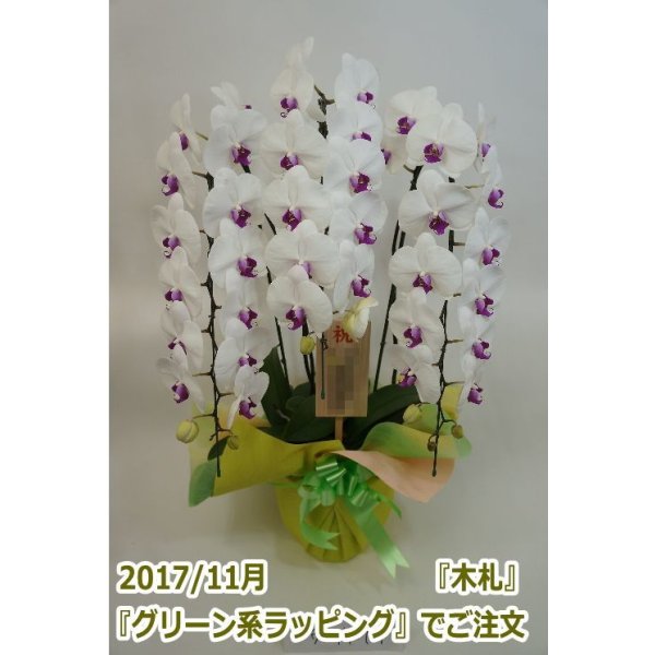 画像13: 胡蝶蘭 赤リップ 3本立ち 30輪前後(つぼみ含む)(花画像サービス付) (13)