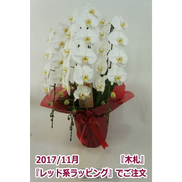 画像11: 胡蝶蘭 白 3本立ち 40輪前後（つぼみ含む）(花画像サービス付) (11)