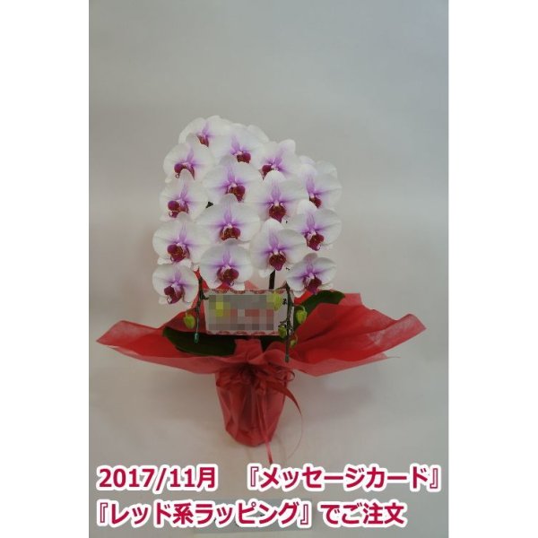 画像7: 胡蝶蘭 サクラヒメ（ミディ系） 2本立ち以上 55ｃｍ前後 スクエア鉢※ラッピング不可 (7)