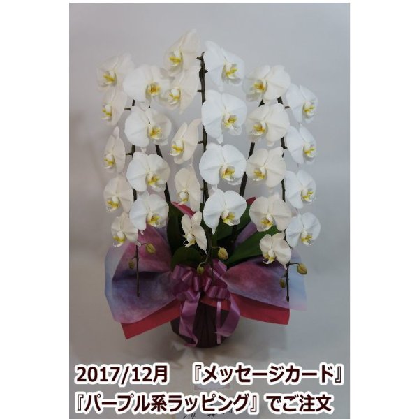 画像17: 【特価】胡蝶蘭 白 3本立ち 30輪前後（つぼみ含む）(花画像サービス付) (17)