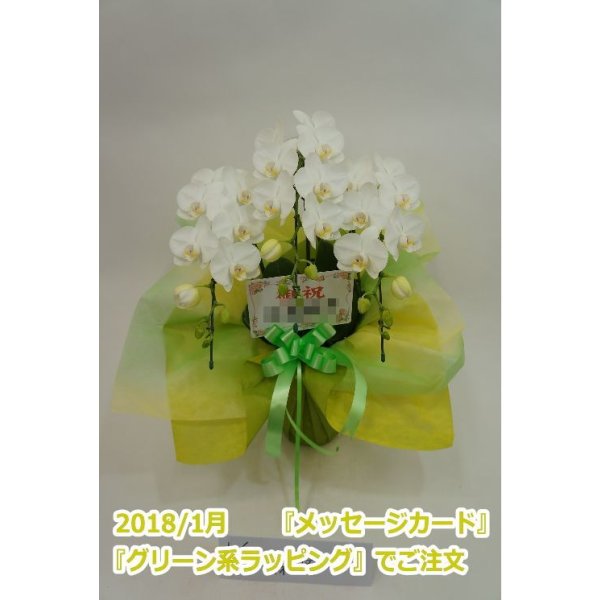 画像13: 胡蝶蘭 アマビリス(ミディ系)3本立ち以上 50cm前後(花画像サービス付) (13)